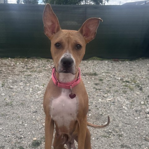 Mercury (mom), an adoptable Basenji, Boxer in St. Peters, MO, 63376 | Photo Image 5