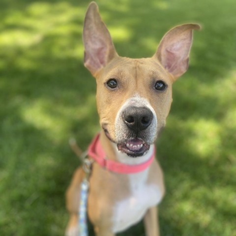 Mercury (mom), an adoptable Basenji, Boxer in St. Peters, MO, 63376 | Photo Image 6