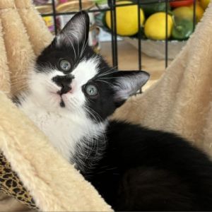 Sweet kitten Yang was rescued from the streets with his siblings and Mama Hes a very lucky kitten 