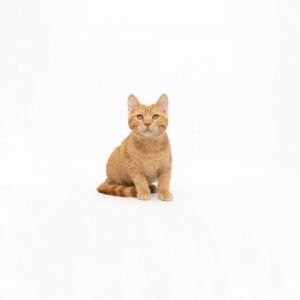 Pansy Domestic Short Hair Cat