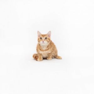 Snowdrop is a young little boy who is ready for a family of their own All kitte