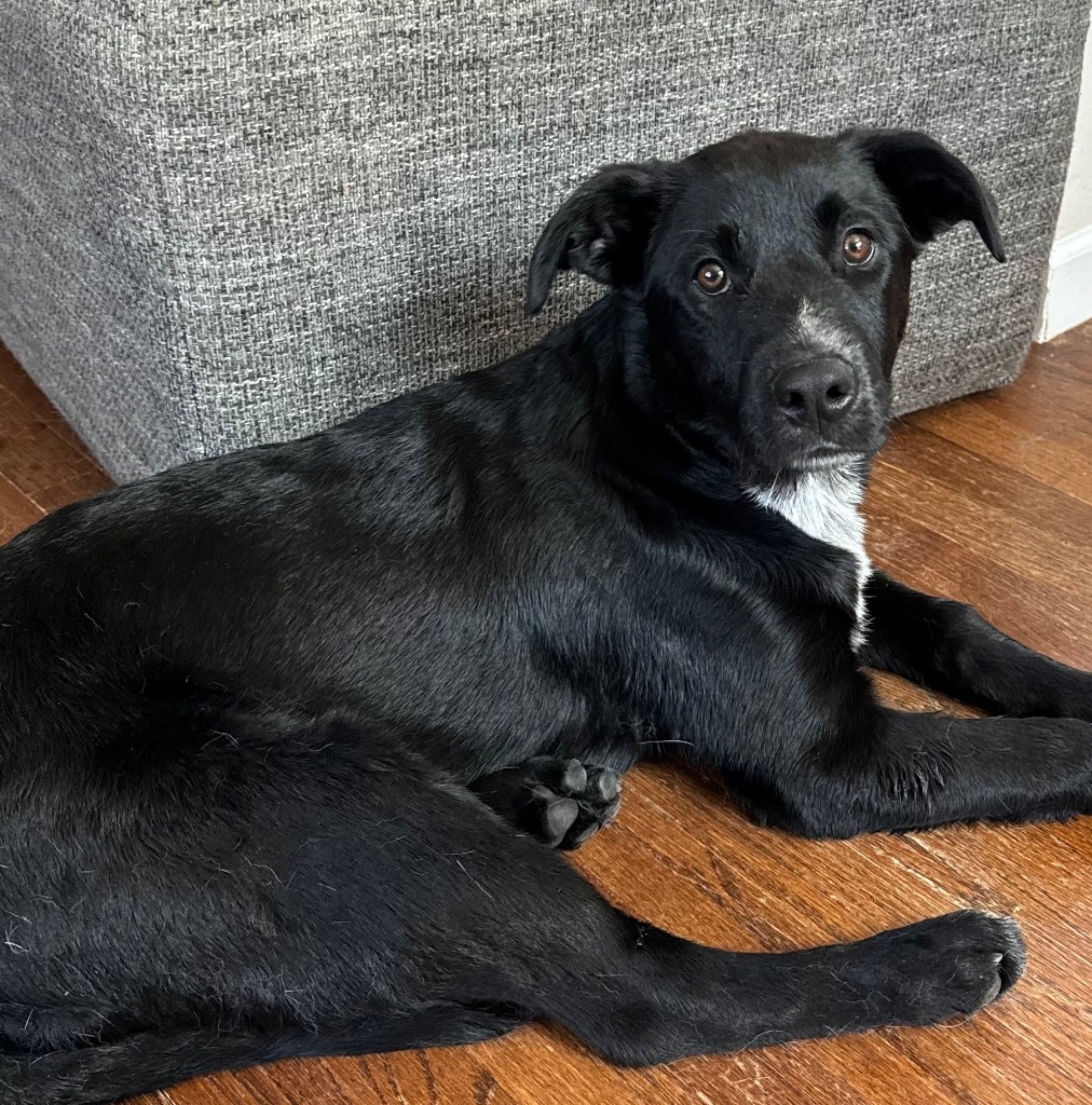 Dunbar, an adoptable Australian Cattle Dog / Blue Heeler, Labrador Retriever in Fort Lupton, CO, 80621 | Photo Image 2