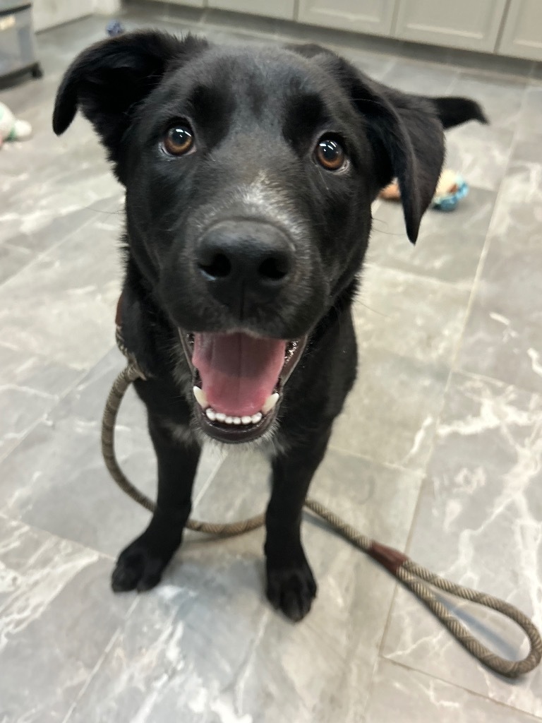 Dunbar, an adoptable Australian Cattle Dog / Blue Heeler, Labrador Retriever in Fort Lupton, CO, 80621 | Photo Image 3