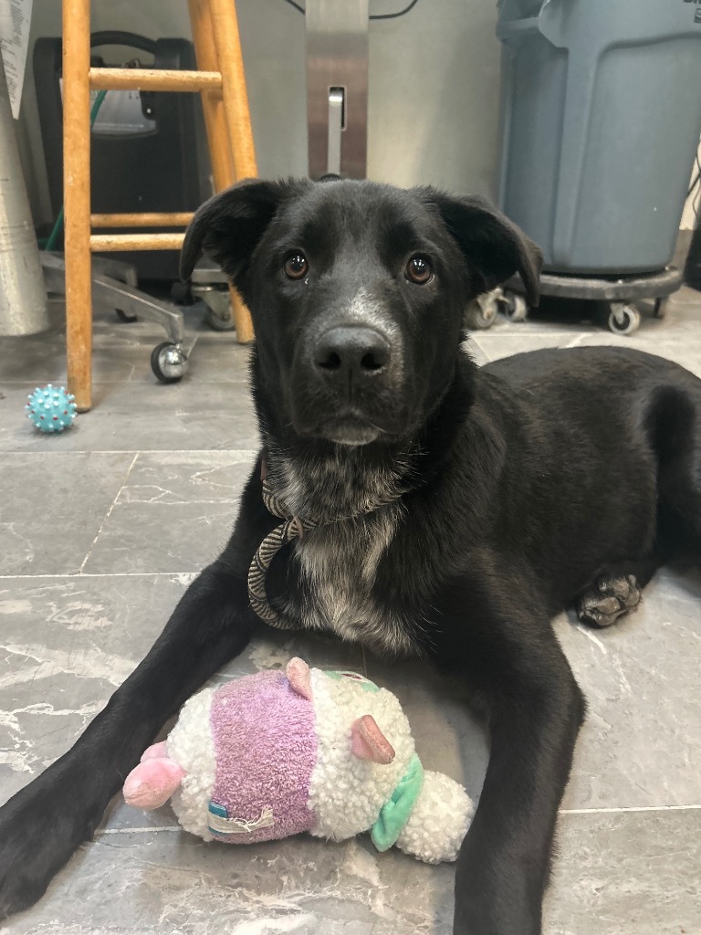 Dunbar, an adoptable Australian Cattle Dog / Blue Heeler, Labrador Retriever in Fort Lupton, CO, 80621 | Photo Image 4