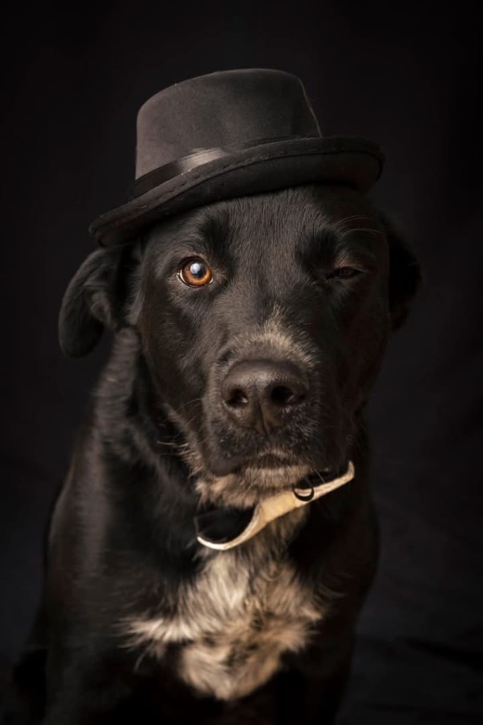 Dunbar, an adoptable Australian Cattle Dog / Blue Heeler, Labrador Retriever in Fort Lupton, CO, 80621 | Photo Image 5