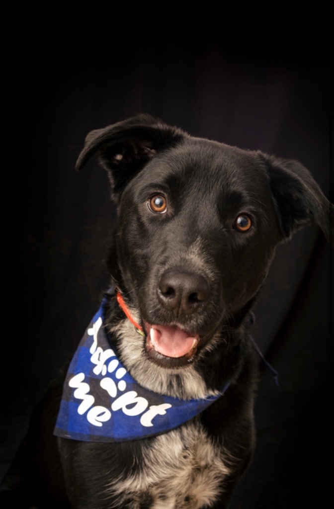 Dunbar, an adoptable Australian Cattle Dog / Blue Heeler, Labrador Retriever in Fort Lupton, CO, 80621 | Photo Image 5