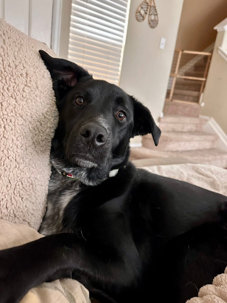 Dunbar, an adoptable Australian Cattle Dog / Blue Heeler, Labrador Retriever in Fort Lupton, CO, 80621 | Photo Image 6