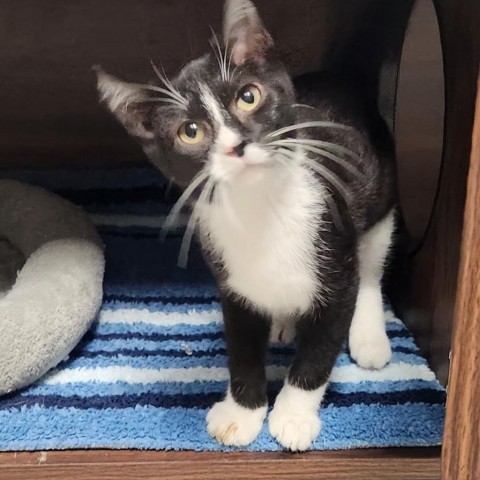 Stripe, an adoptable Domestic Medium Hair in Park City, UT, 84098 | Photo Image 1