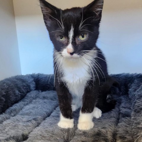 Stripe, an adoptable Domestic Medium Hair in Park City, UT, 84098 | Photo Image 2