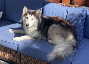 Animal Profile Aspen is an estimated 15 to 2-year-old 45 lb female Husky who was picked up as a st
