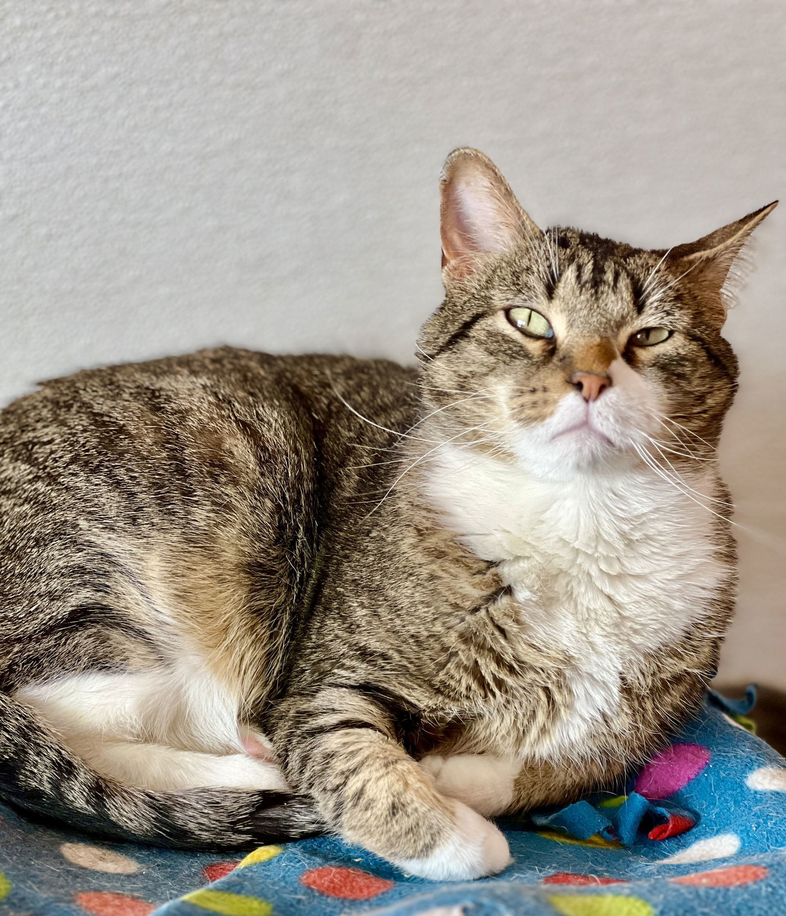 Frank, an adoptable Domestic Short Hair in Estherville, IA, 51334 | Photo Image 1