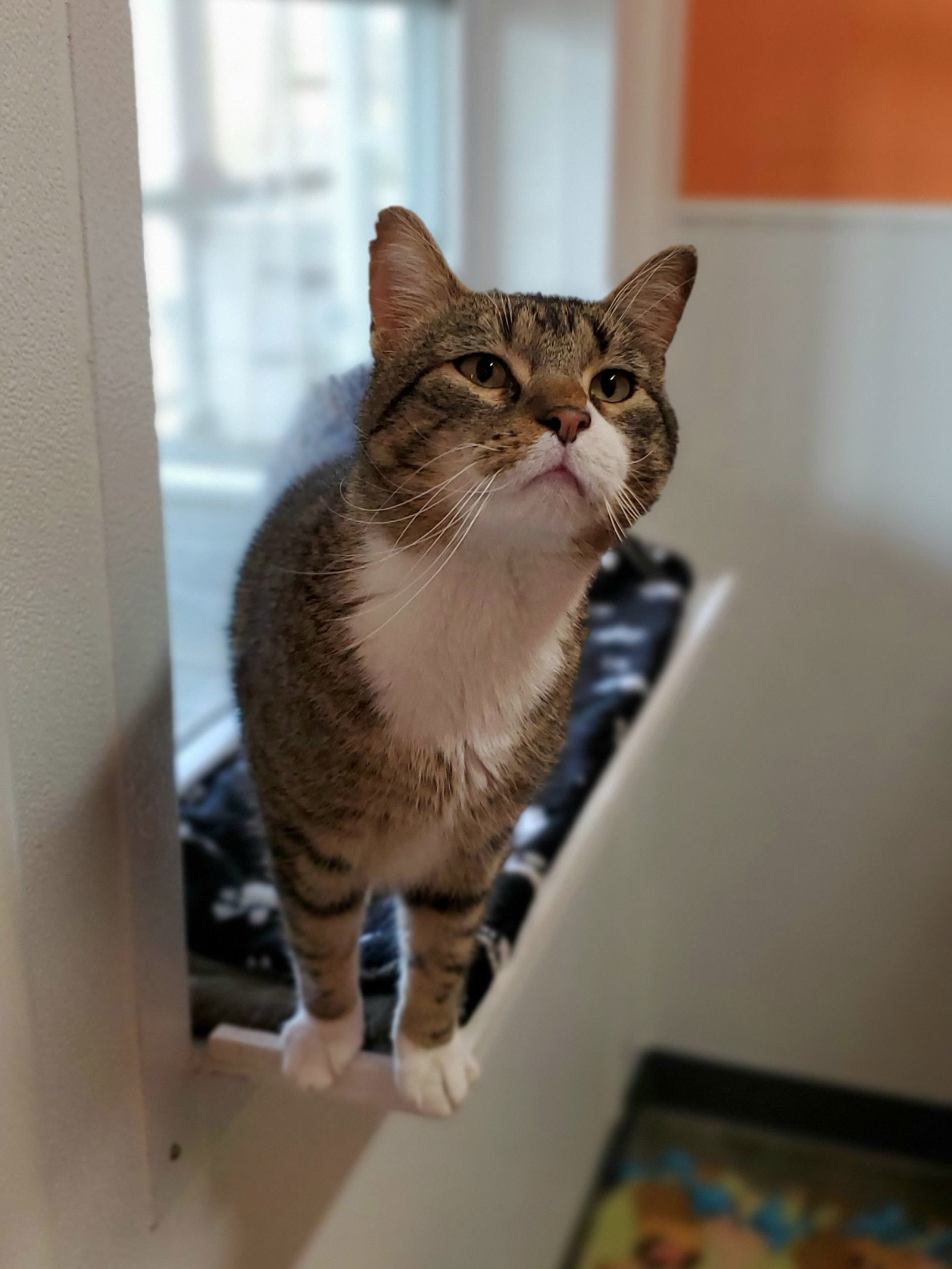 Frank, an adoptable Domestic Short Hair in Estherville, IA, 51334 | Photo Image 2