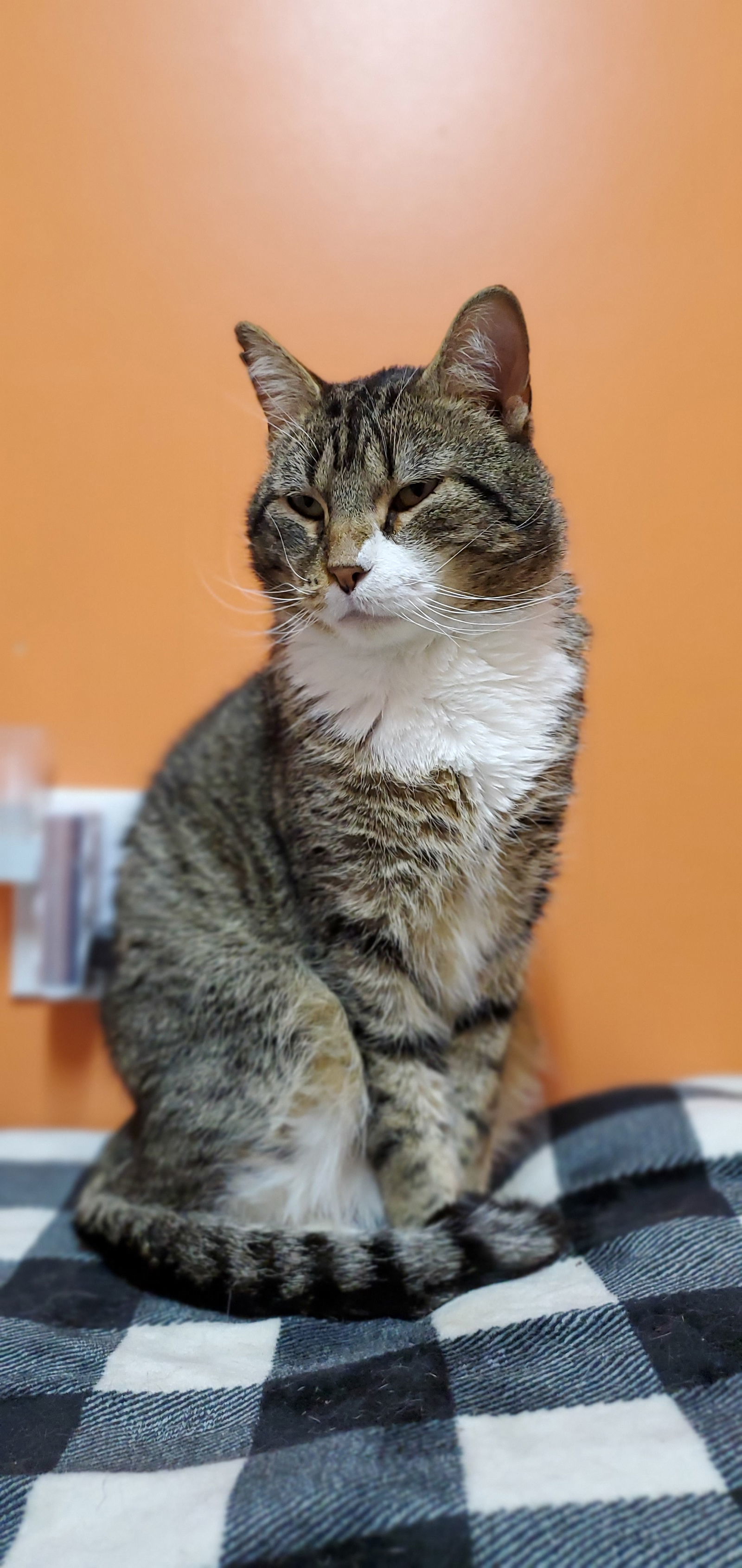 Frank, an adoptable Domestic Short Hair in Estherville, IA, 51334 | Photo Image 3