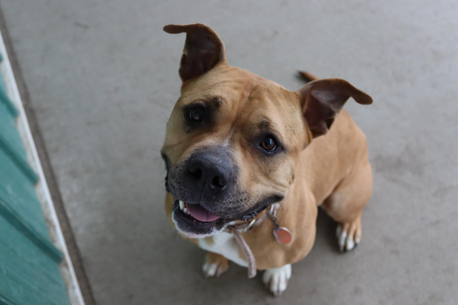 Dawn, an adoptable Pit Bull Terrier in Austin, MN, 55912 | Photo Image 1