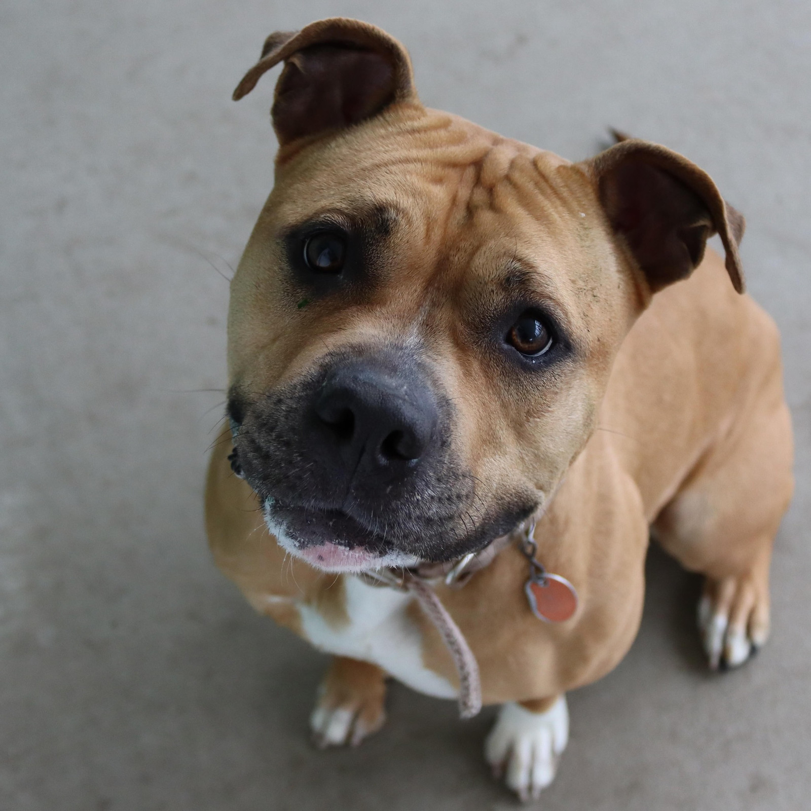 Dawn, an adoptable Pit Bull Terrier in Austin, MN, 55912 | Photo Image 2