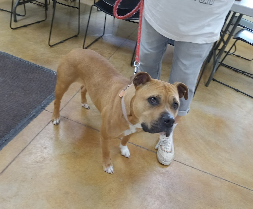 Dawn, an adoptable Pit Bull Terrier in Austin, MN, 55912 | Photo Image 3