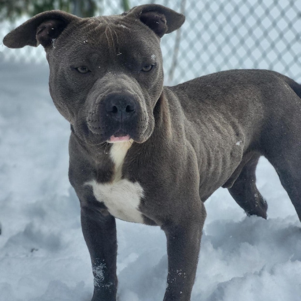 Dozer