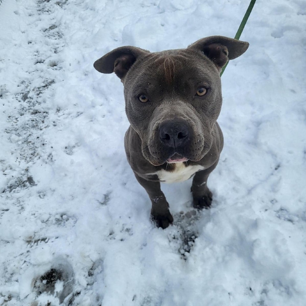 Dozer