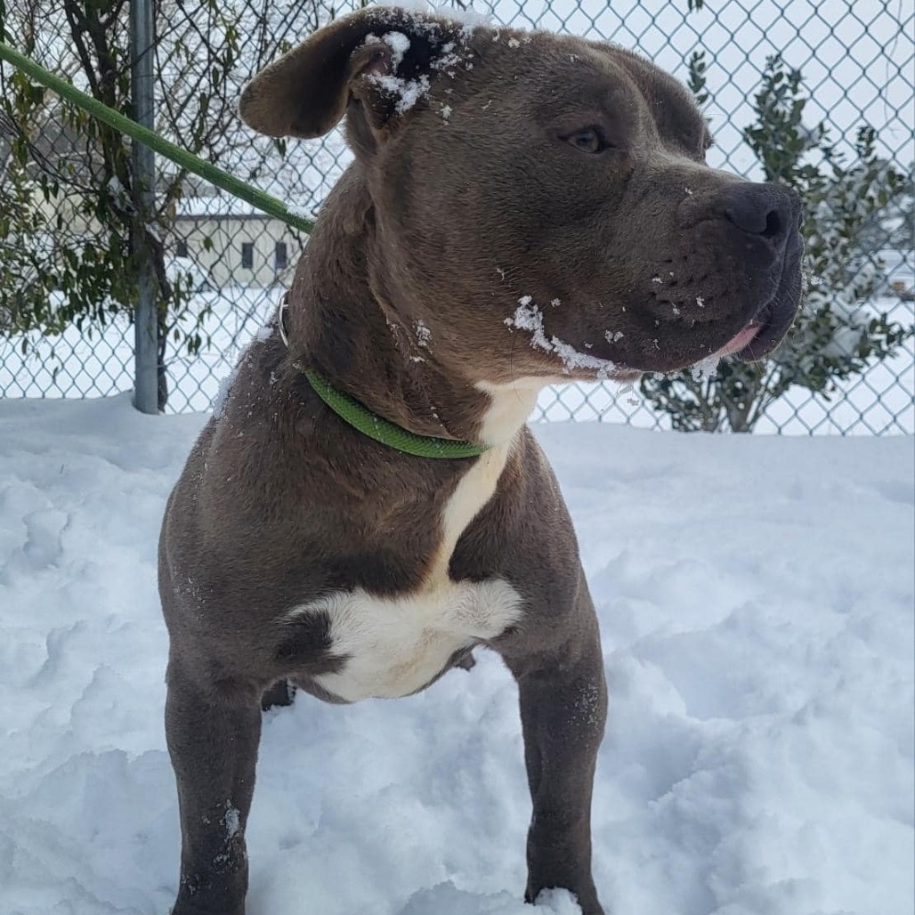 Dozer