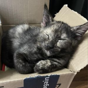 Introducing Callie Parker the dynamic tortie kitten youve been searching for At 2 months old Cal