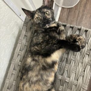 Introducing Callie Parker the dynamic tortie kitten youve been searching for With her courageous 