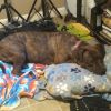 Princess 2 photo 5