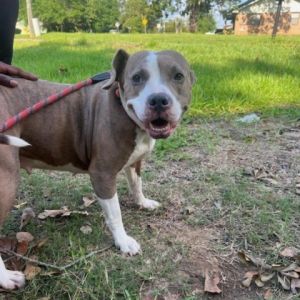 Sunny Mixed Breed Dog