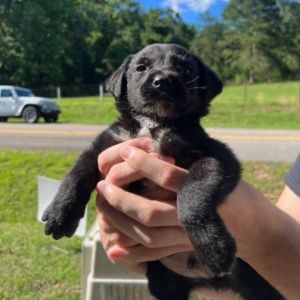 Cash Black Labrador Retriever Dog