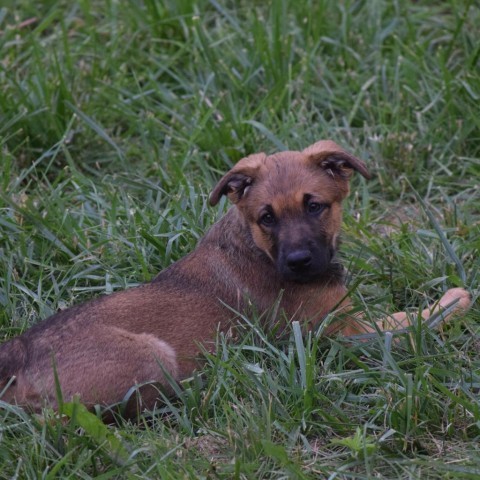 Aelin, an adoptable Shepherd in Duluth, MN, 55804 | Photo Image 2