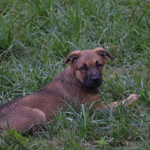 Aelin, an adoptable Shepherd in Duluth, MN, 55804 | Photo Image 3