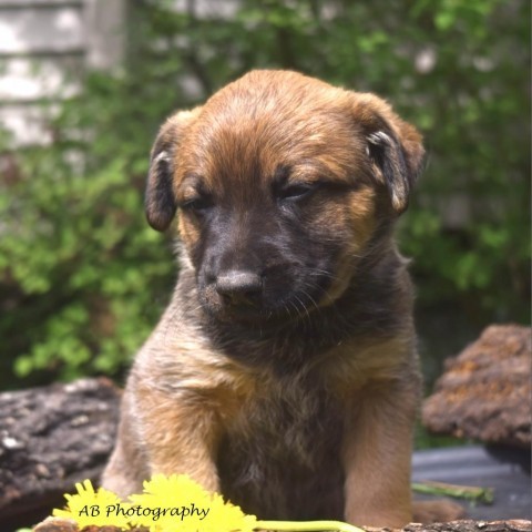 Aelin, an adoptable Shepherd in Duluth, MN, 55804 | Photo Image 4