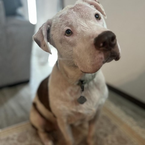 Cordelia, an adoptable American Staffordshire Terrier in Sioux Falls, SD, 57106 | Photo Image 1