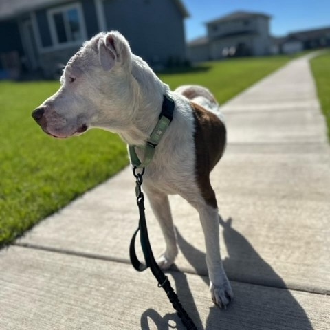 Cordelia, an adoptable American Staffordshire Terrier in Sioux Falls, SD, 57106 | Photo Image 2