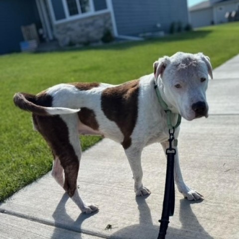 Cordelia, an adoptable American Staffordshire Terrier in Sioux Falls, SD, 57106 | Photo Image 2