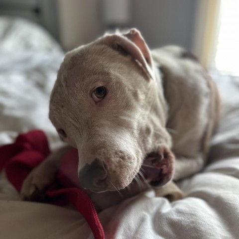 Cordelia, an adoptable American Staffordshire Terrier in Sioux Falls, SD, 57106 | Photo Image 4