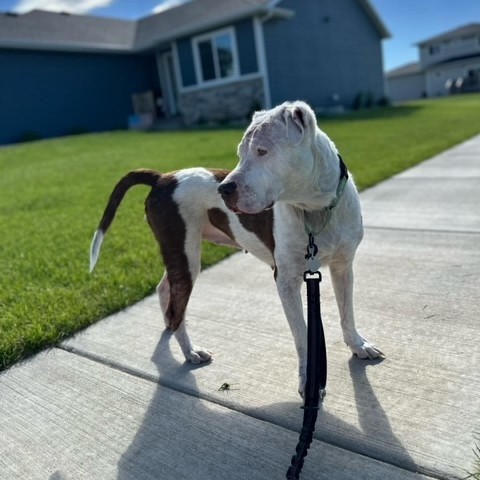 Cordelia, an adoptable American Staffordshire Terrier in Sioux Falls, SD, 57106 | Photo Image 6