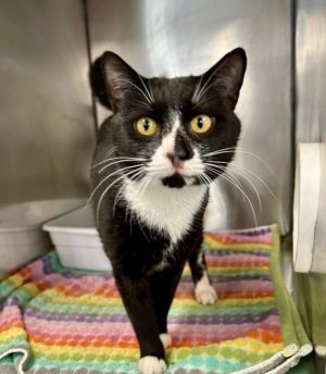 I am a very friendly boy and I love people I want all the pets you can give Please adopt