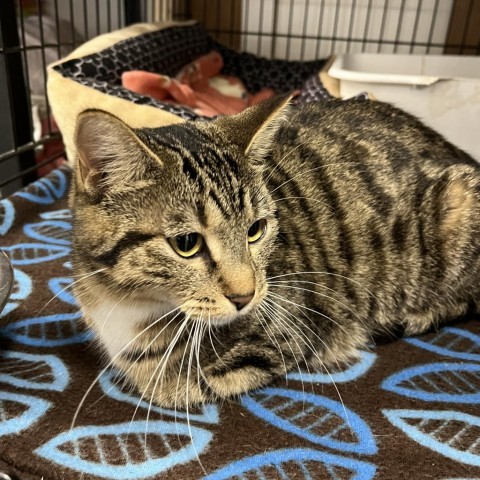 Lumpy Space Princess, an adoptable Domestic Short Hair in North Battleford, SK, S9A 2M7 | Photo Image 1