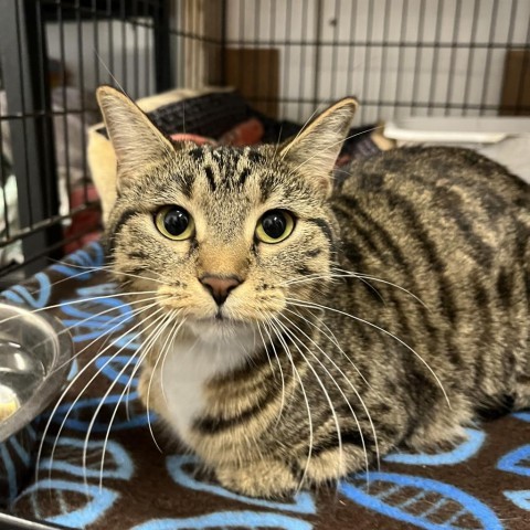 Lumpy Space Princess, an adoptable Domestic Short Hair in North Battleford, SK, S9A 2M7 | Photo Image 2