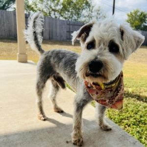 Lancelot Schnauzer Dog