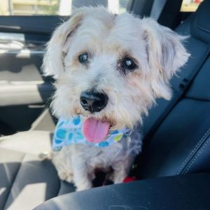 Meet silly Lancelot a 12 year old 16 lbs schnauzeryorkie mix He was picked up as a stray in San