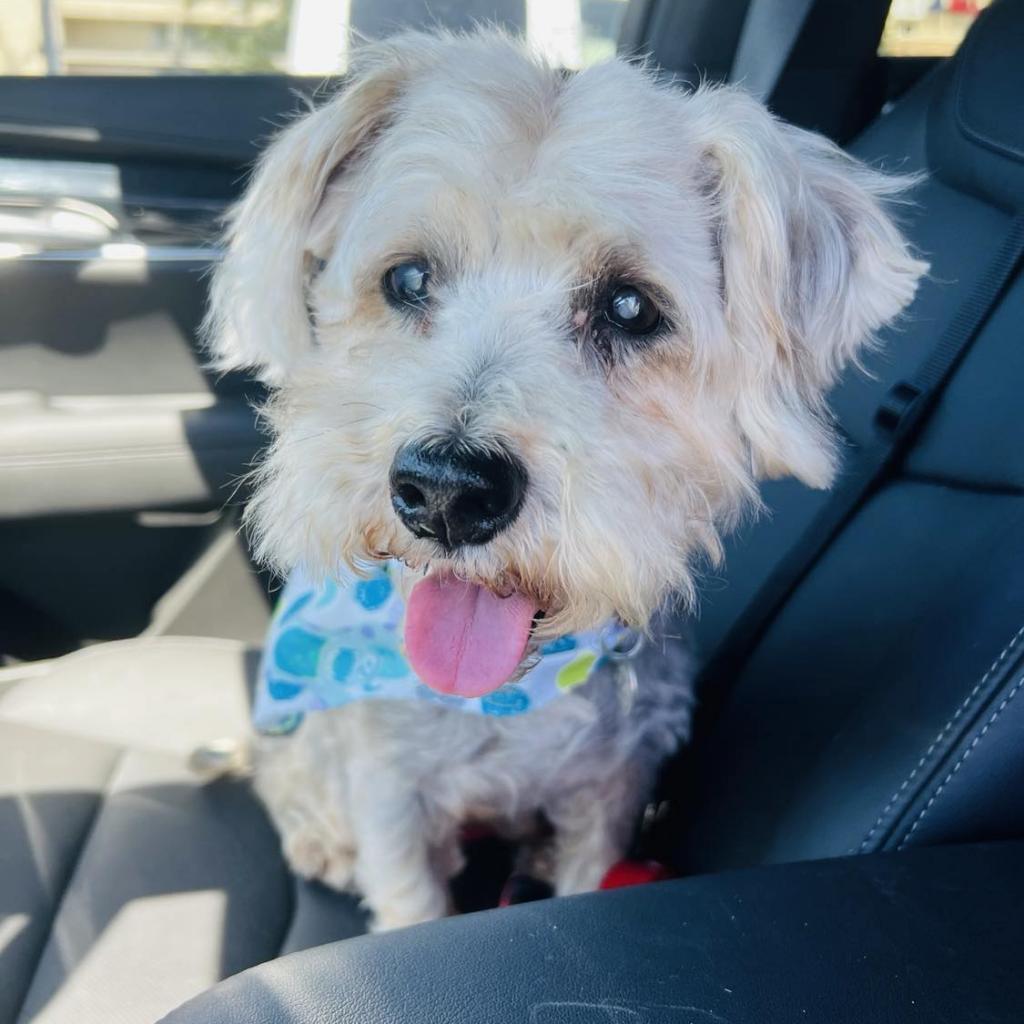 Lancelot, an adoptable Schnauzer, Yorkshire Terrier in Houston, TX, 77006 | Photo Image 1