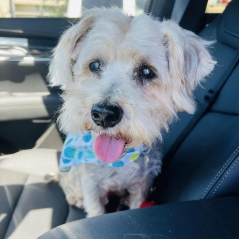 Lancelot, an adoptable Schnauzer, Yorkshire Terrier in Houston, TX, 77006 | Photo Image 2