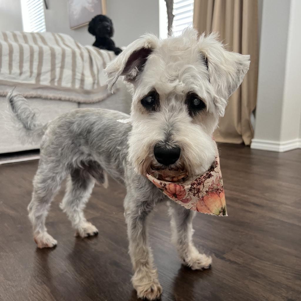 Lancelot, an adoptable Schnauzer, Yorkshire Terrier in Houston, TX, 77006 | Photo Image 2