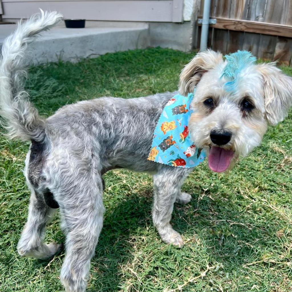 Lancelot, an adoptable Schnauzer, Yorkshire Terrier in Houston, TX, 77006 | Photo Image 3