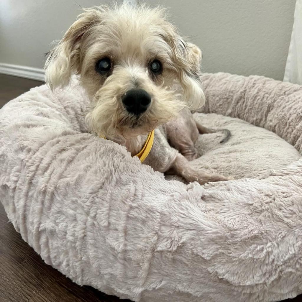 Lancelot, an adoptable Schnauzer, Yorkshire Terrier in Houston, TX, 77006 | Photo Image 4