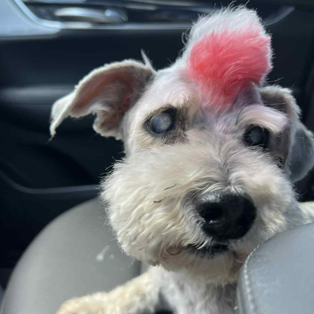 Lancelot, an adoptable Schnauzer, Yorkshire Terrier in Houston, TX, 77006 | Photo Image 6