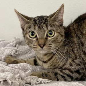 Im a super cute brown tabby with a sweet personality who can start off a little timid Im on the