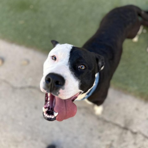 Darby, an adoptable Pit Bull Terrier, Border Collie in Grand Junction, CO, 81505 | Photo Image 1