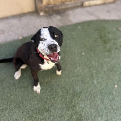 Moonie, an adoptable Pit Bull Terrier, Border Collie in Grand Junction, CO, 81505 | Photo Image 1